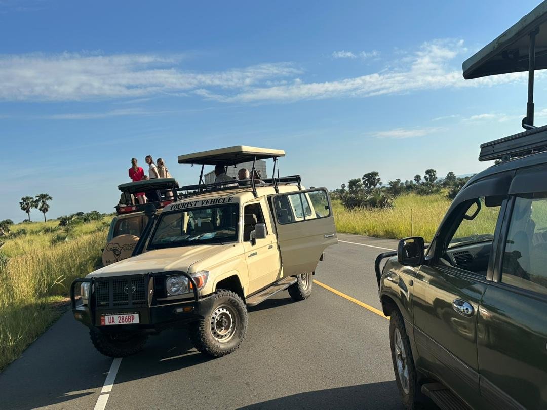 Gorilla Safari